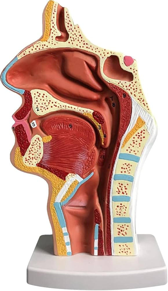 口腔解剖学 71a6kRB1zwL._AC_UF350,